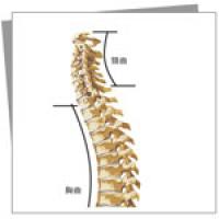 明錦診所_側面脊椎圖向量檔繪製